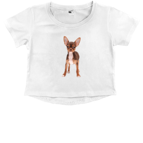 Kids' Premium Cropped T-Shirt - Чихуахуа 1 - Mfest