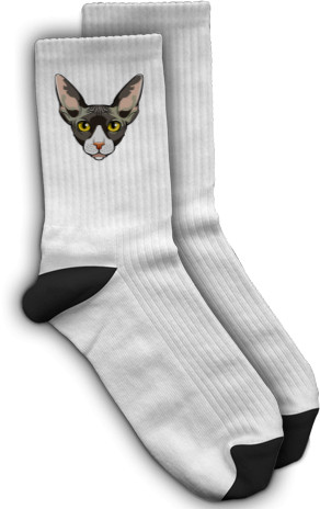 Socks - Sphynx cat - Mfest