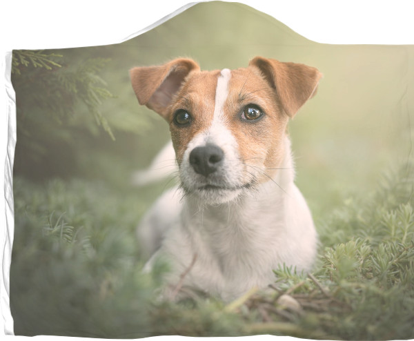 Jack Russell terrier