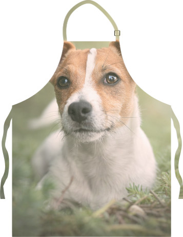 Jack Russell terrier