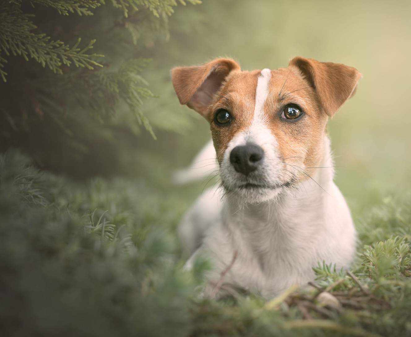 Jack Russell terrier