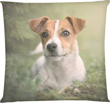 Jack Russell terrier