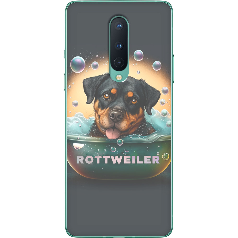 Rottweiler 12