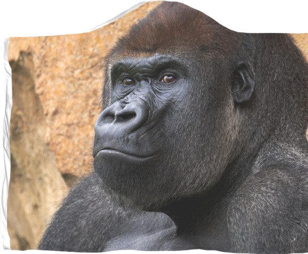 Gorilla