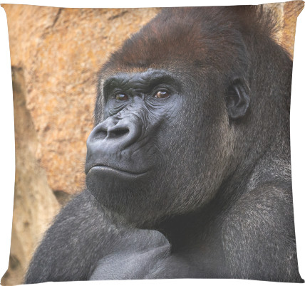 Gorilla