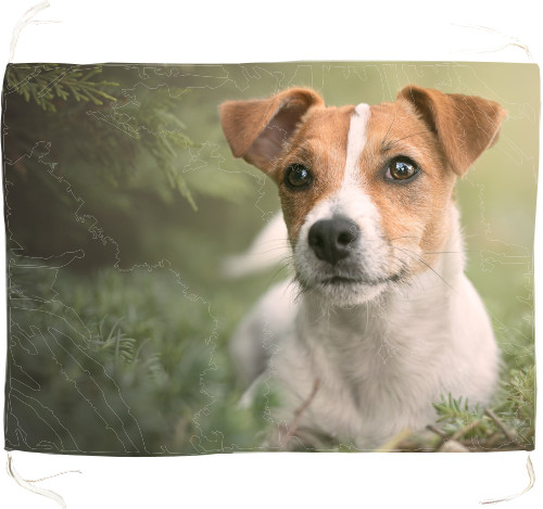 Jack Russell terrier